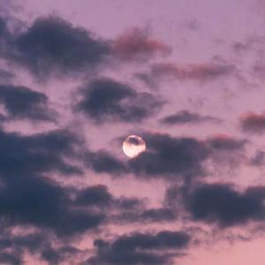 老公亲老婆下面一级毛片
